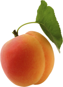 Apricot PNG-12634